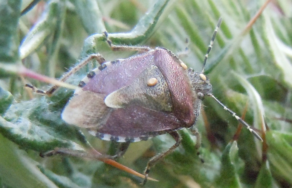 Dolycoris baccarum con acari